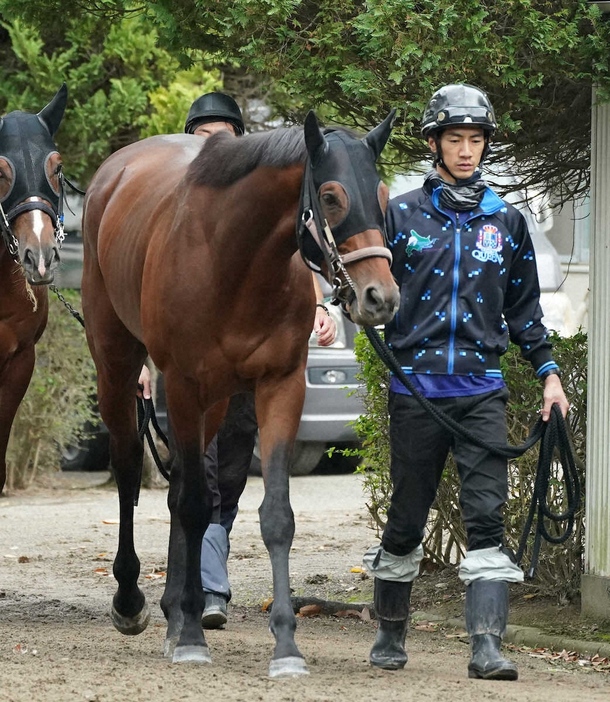 厩舎周りで運動するホウオウビスケッツ（撮影・郡司　修）