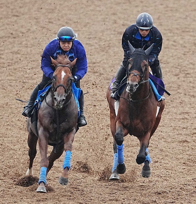 ウッドチップコース、併せ馬で追い切るホウオウビスケッツ（右）（撮影・郡司修）