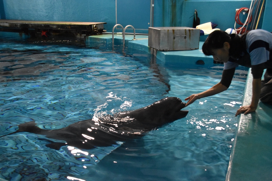 三島動物管理監とじゃれ合うシロイルカの雌の赤ちゃん