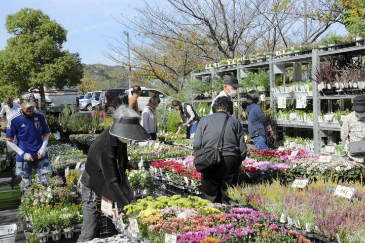 豊富な種類の花や庭木などがずらりと並ぶ松山植木まつり＝25日午前、松山市朝日ケ丘1丁目