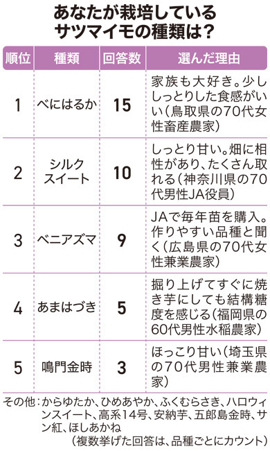 栽培しているサツマイモ品種