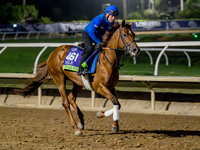 調整するノータブルスピーチ Eclipse Sportswire / Breeders' Cup Photos(c)