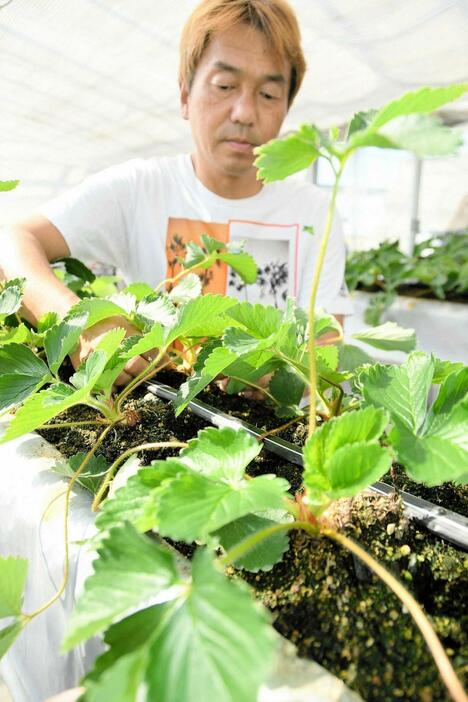 残暑の影響で開花が遅れたイチゴ＝西脇市嶋