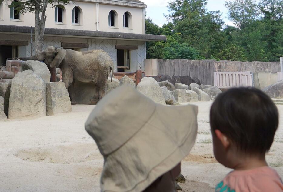 妊娠が確認された広島市の安佐動物公園のマルミミゾウ「メイ」を見学する親子＝2024年9月