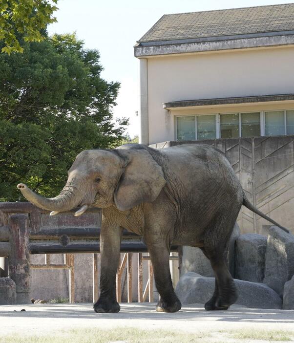 妊娠が確認された広島市の安佐動物公園のマルミミゾウ「メイ」＝2024年9月