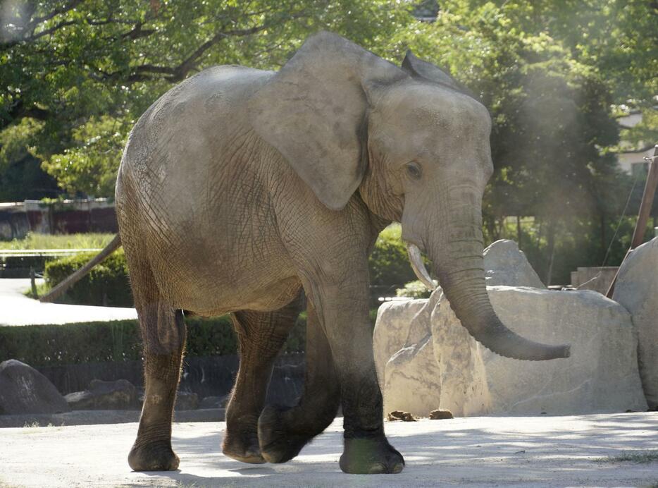 妊娠が確認された広島市の安佐動物公園のマルミミゾウ「メイ」＝2024年9月