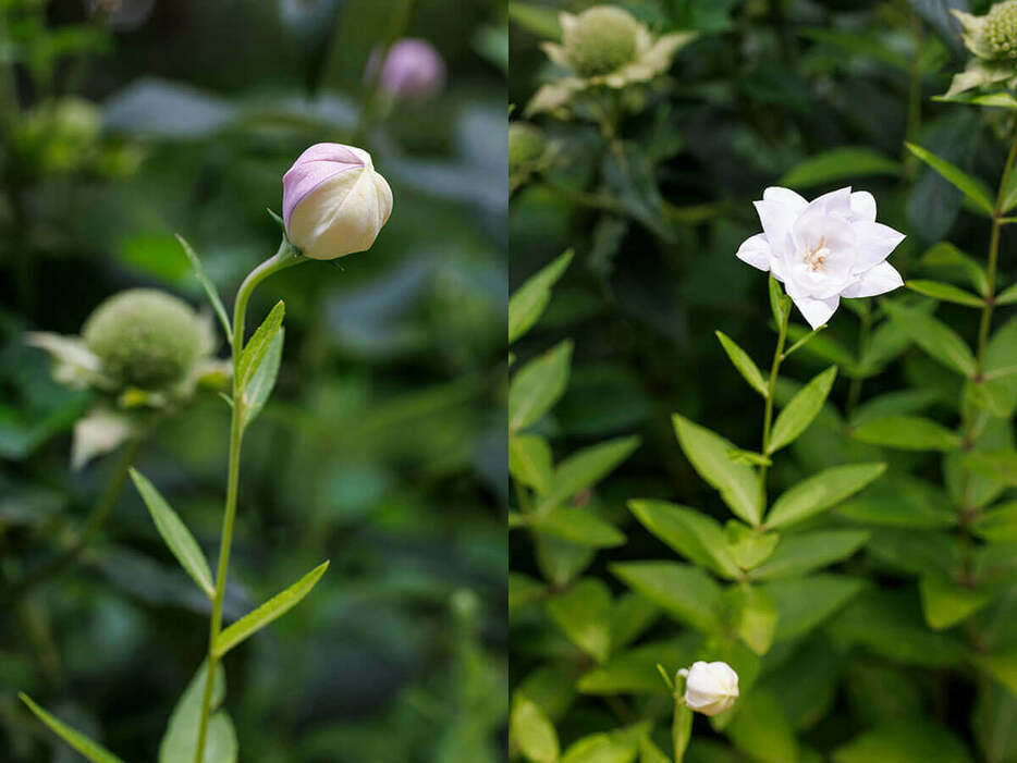 左：絞り咲きのキキョウの蕾。「キキョウの蕾がふくらむ様子はよいですよね」 右：八重咲き白花のキキョウ。（撮影／田中雅也）