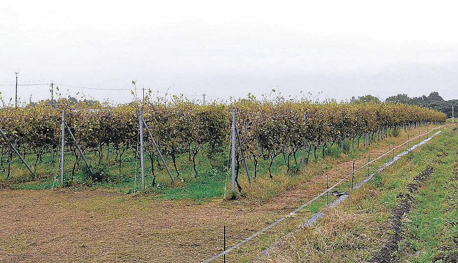 ハスモンヨトウの食害に遭ったブドウ畑＝南砺市立野原西