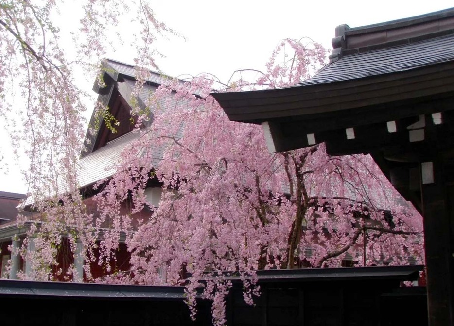 観光スポット・桜の名所：角館