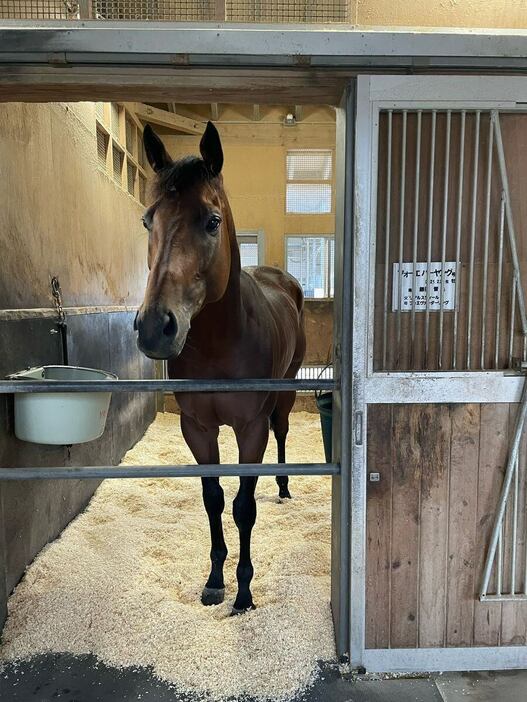 ジャパンダートクラシックを制したフォーエバーヤングは一夜明けて栗東トレセンで静養（3日、栗東トレセン）撮影・斉藤弘樹