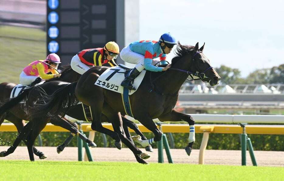 鮮やかに差し切り初陣を飾ったエネルジコ＝20日、東京競馬場（撮影・奈良武）