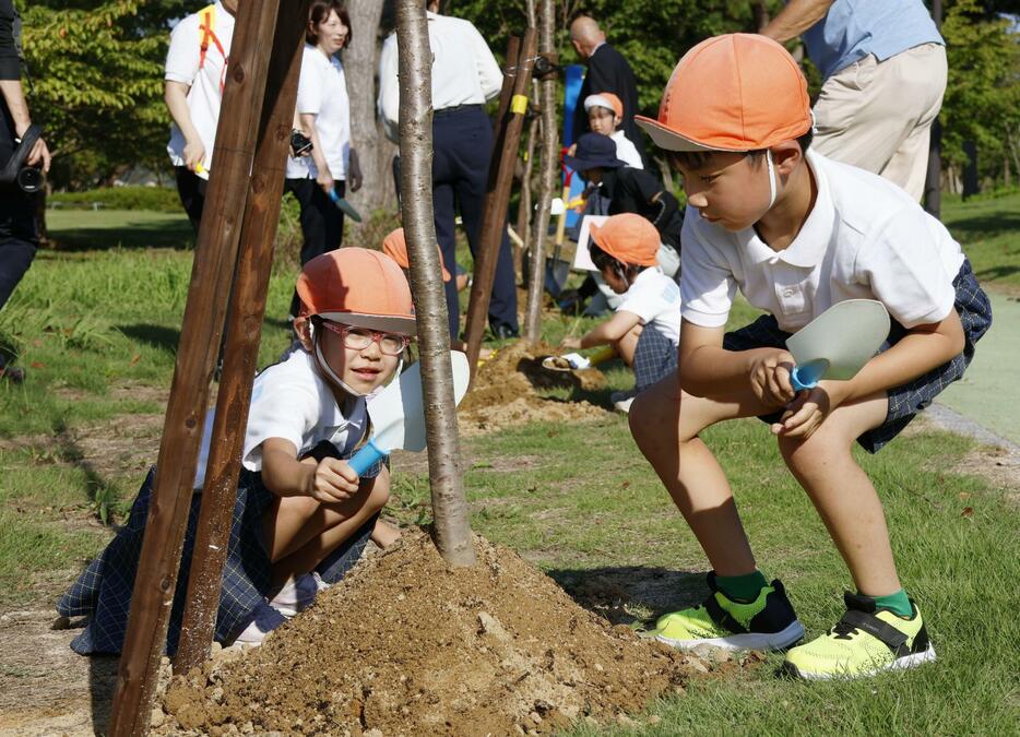 能登半島地震で被災した石川県七尾市の公園で、桜を植樹する地元小学生ら＝1日午後