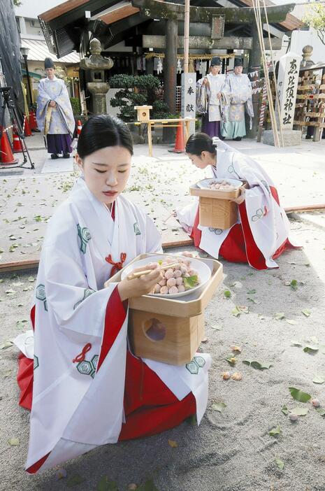 ギンナンを収穫する巫女たち（4日午前、福岡市博多区の櫛田神社で）＝田中勝美撮影