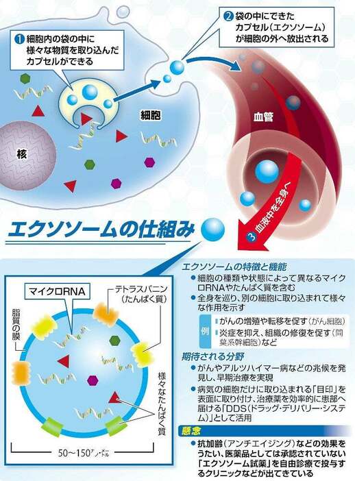 エクソソームの仕組み