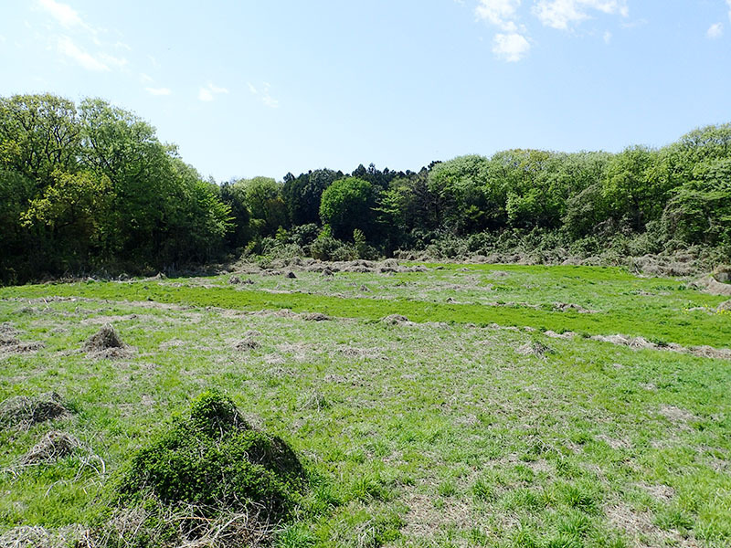 現在のデーノタメ遺跡の遠景＝北本市下石戸下（市提供）