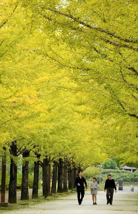 黄金色に色づき始めたあづま総合運動公園のイチョウ並木＝１６日午前