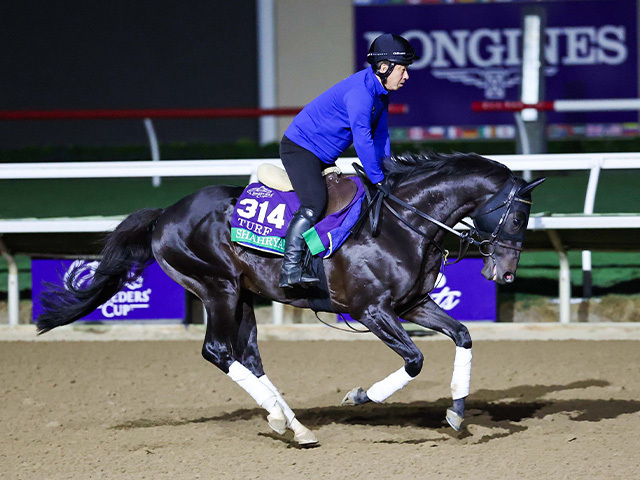 現地で調整するシャフリヤール Eclipse Sportswire / Breeders' Cup Photos(c)