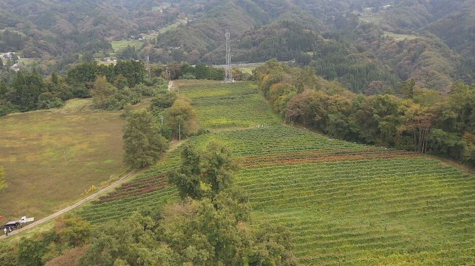 牧草地だった土地でワイン用ぶどうを栽培