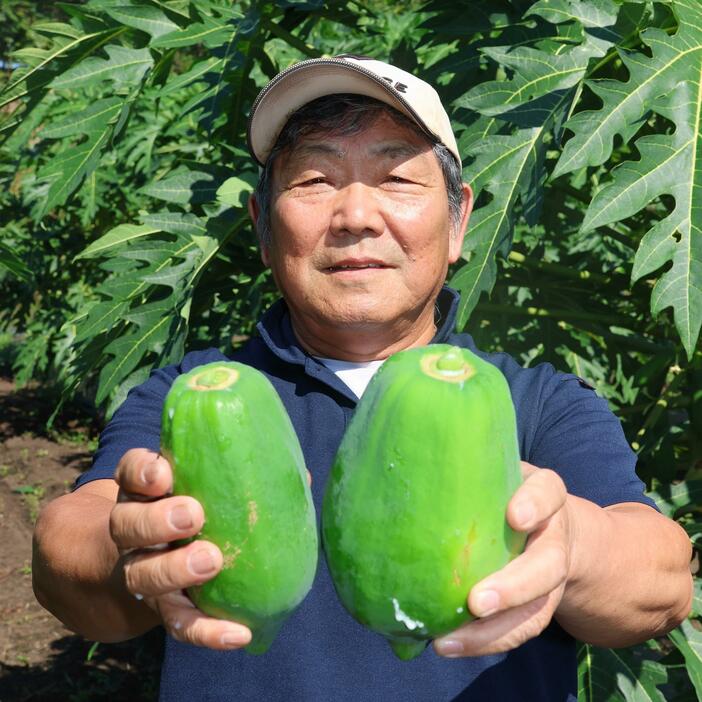 飯山市で収穫された青パパイア