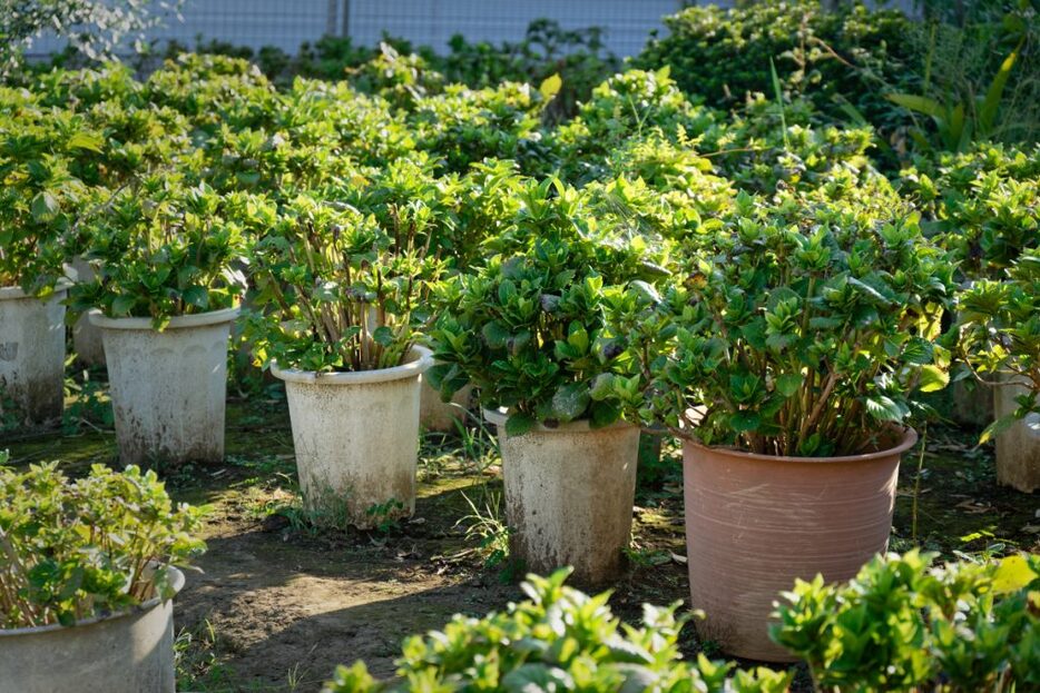 庭に作られた自家菜園。毎年、改良し、収穫方法なども工夫しているのだそう