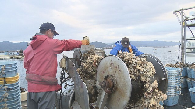 生食用の宮城県産カキ　初水揚げ