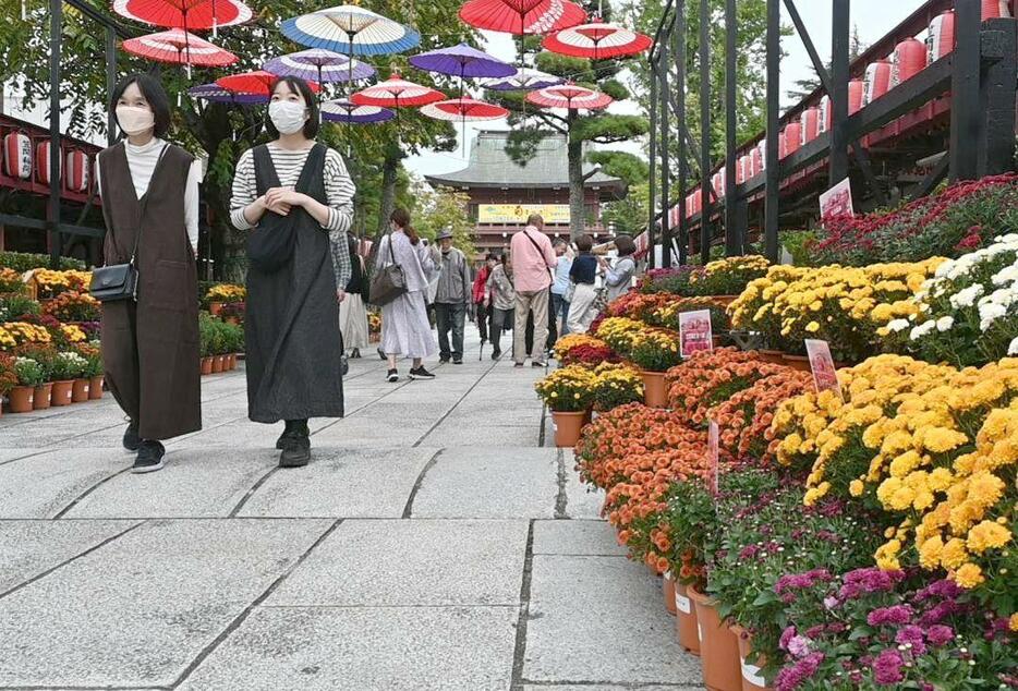 早咲き小菊が並ぶ笠間稲荷神社の参道を歩く観光客たち=笠間市笠間