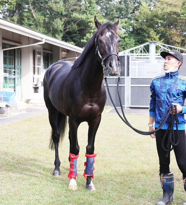 ステラヴェローチェ＝栗東トレセン（撮影・安部光翁）