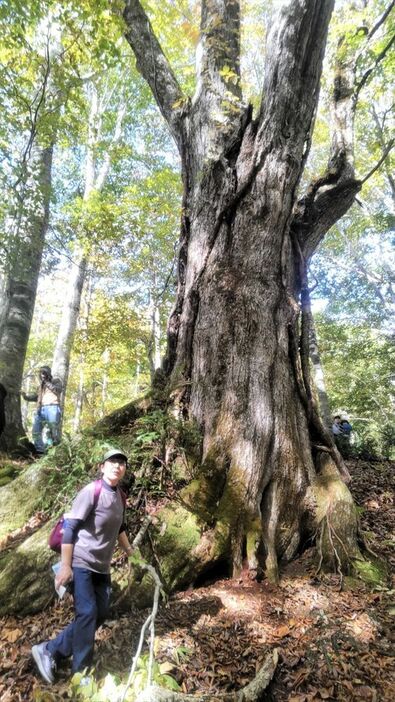 博士峠のミズナラの巨樹を見学する参加者