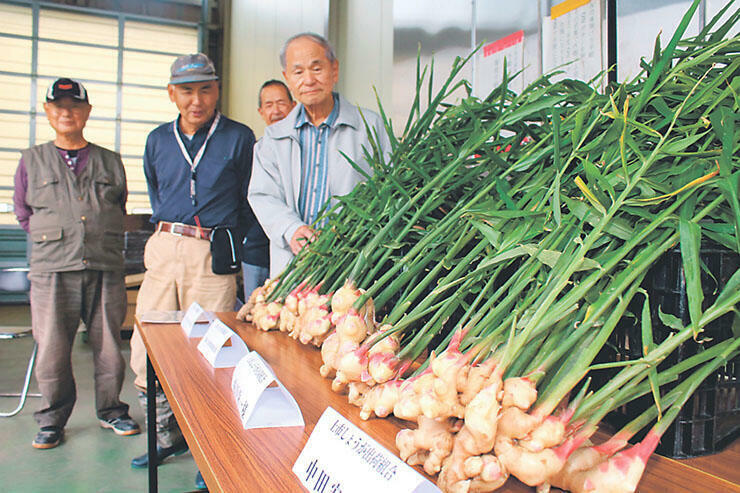 「上市新しょうが」の出来を確認する生産者ら