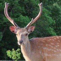 お隣の奈良県ではシカはマスコットとなっているが