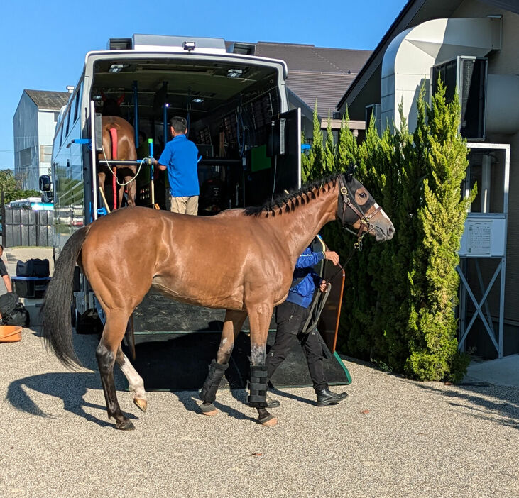 京都競馬場に到着した秋華賞出走のチェルヴィニア（カメラ・山本　武志）