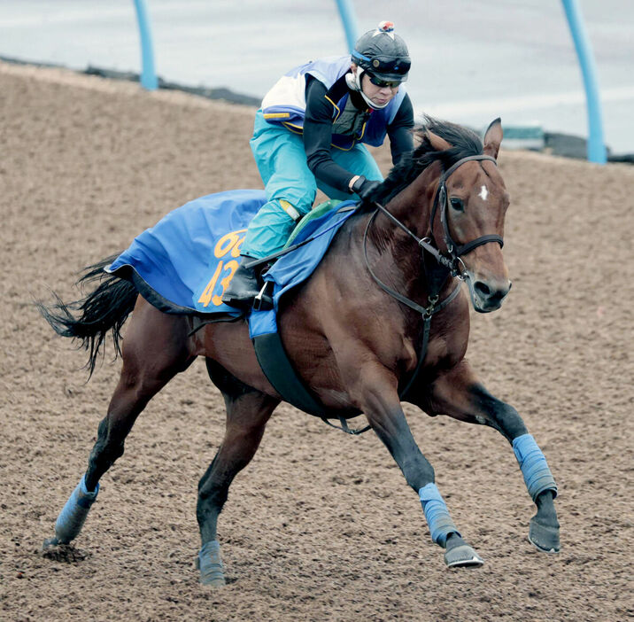 Wコースで追い切ったクロミナンス（カメラ・荒牧　徹）