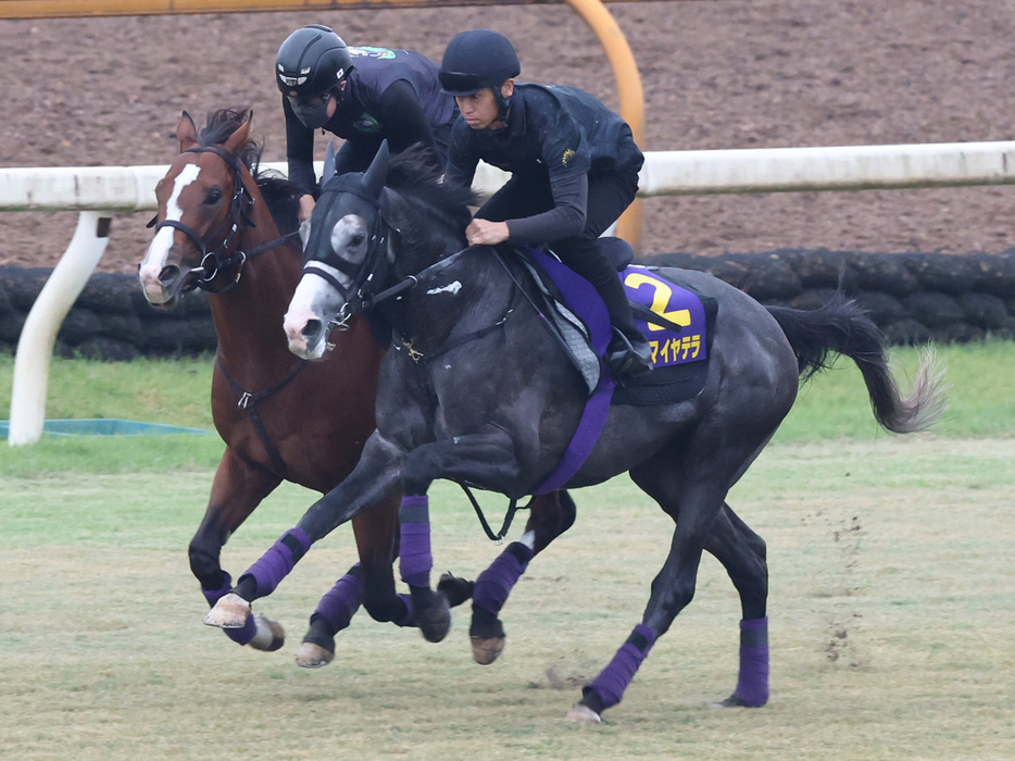 メリオーレムと併せ馬を行うアドマイヤテラ（右）