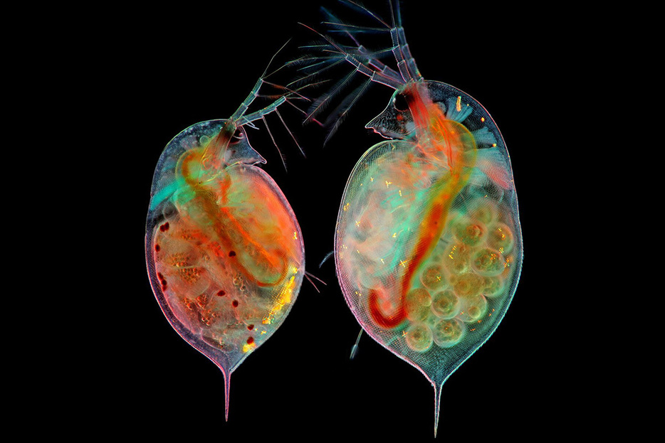 ミジンコ（Daphnia sp.）は、無性生殖によって増殖できる。写真の2匹には、胚（左）と卵（右）がある。（Photograph By Marek Miś, Nikon Small World）