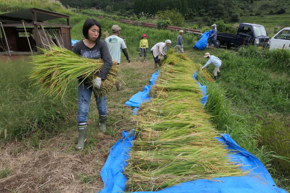 刈り取った稲を運ぶ参加者=岡山県美咲町で