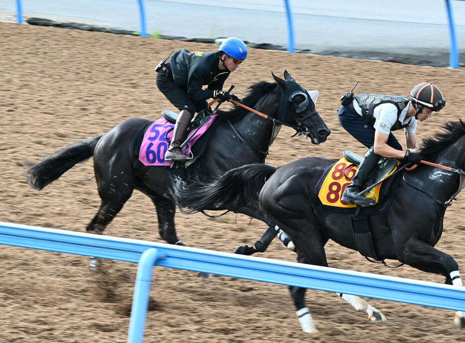 美浦ウッドでツルマウカタチ（右）と併せて追い切るソールオリエンス（撮影・千葉一成）