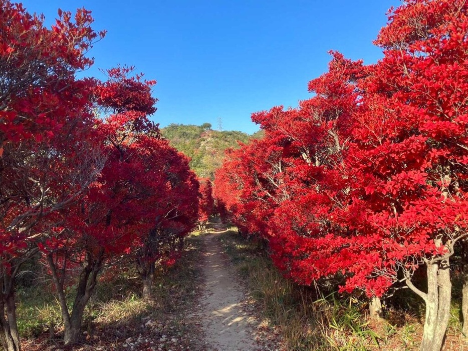 兵庫・雄鷹台山