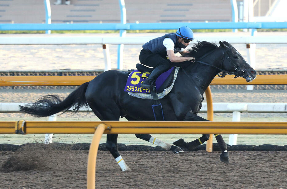 17日、1週前追い切りを行ったステラヴェローチェ