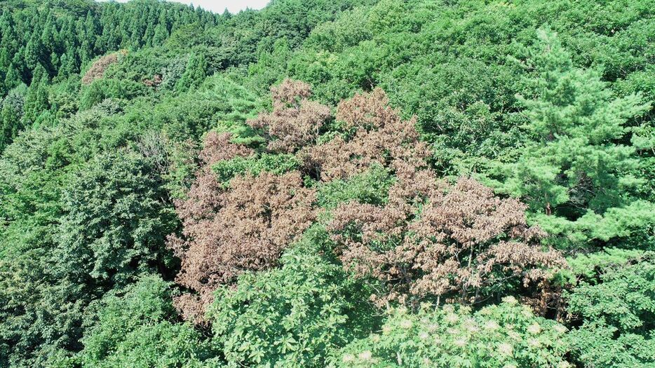 むつ市脇野沢地区のナラ枯れ被害。葉が変色しているのが分かる＝8月（県提供）