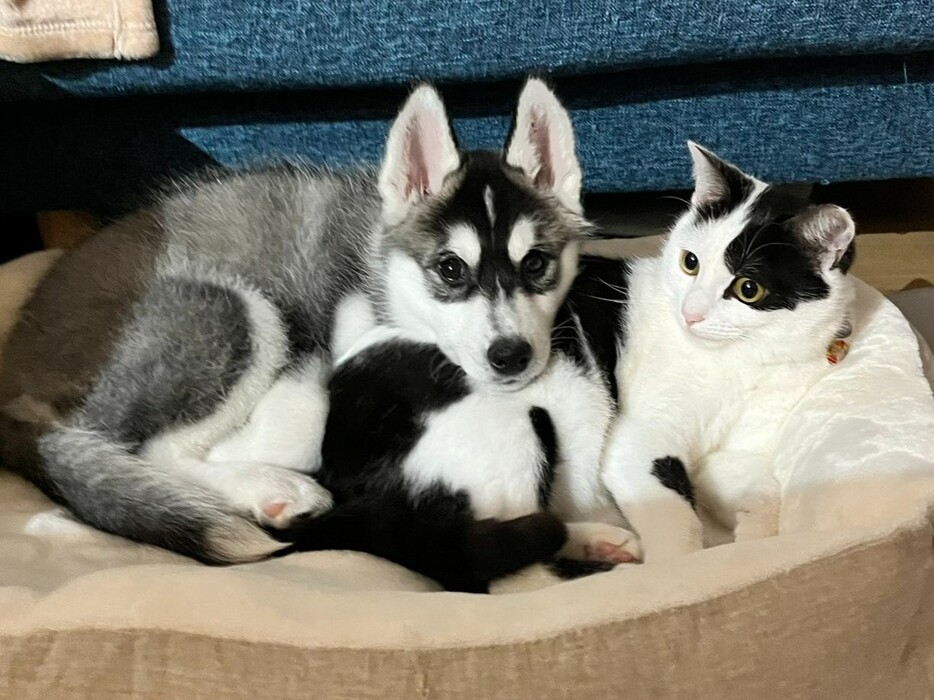 愛猫ミシェルちゃんと愛犬ロベルタちゃん