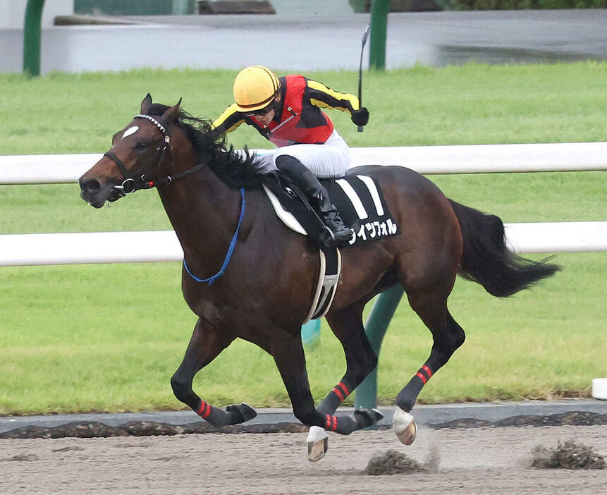 京都11R、直線抜け出してオータムリーフSを制したライツフォル（撮影・白石智彦）