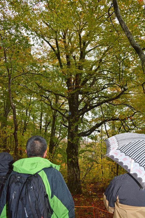 白神山地の新しいシンボル「白神いざないツリー」＝23日、西目屋村