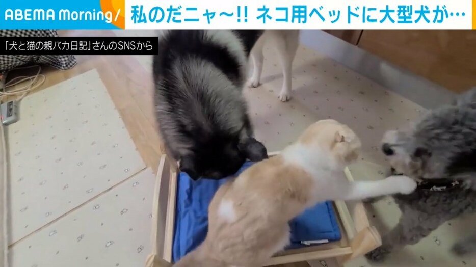 ベッドを奪い合う2匹の犬と猫