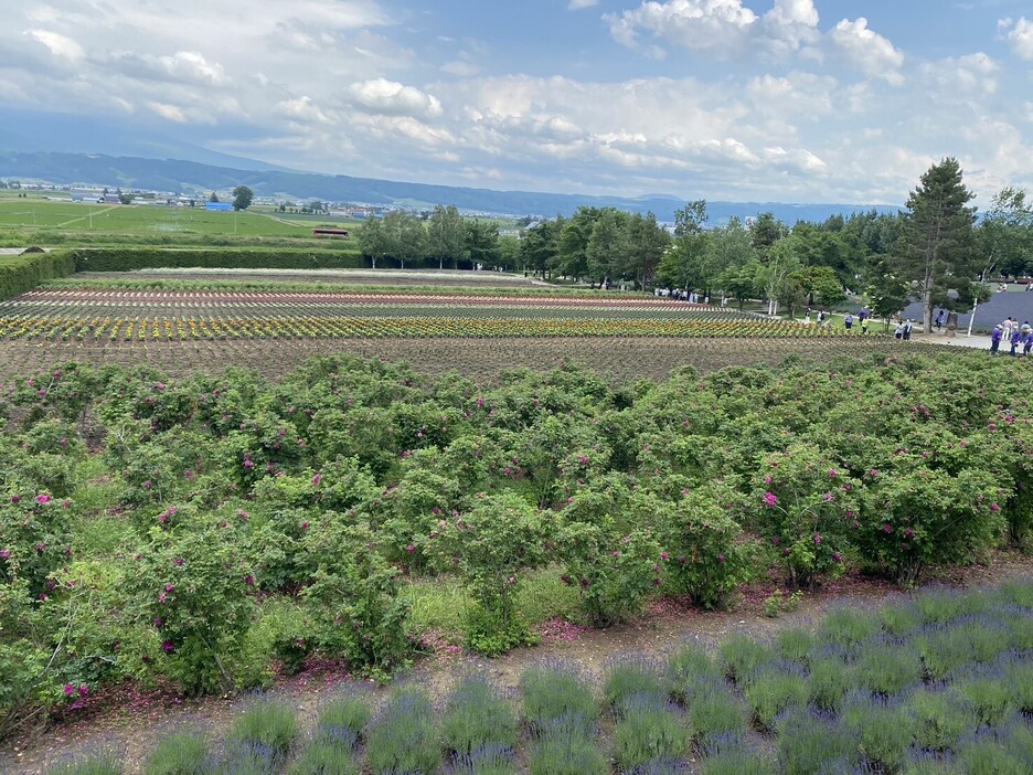 北海道の自然豊かな風景（写真：今回取材した綾香さん提供）