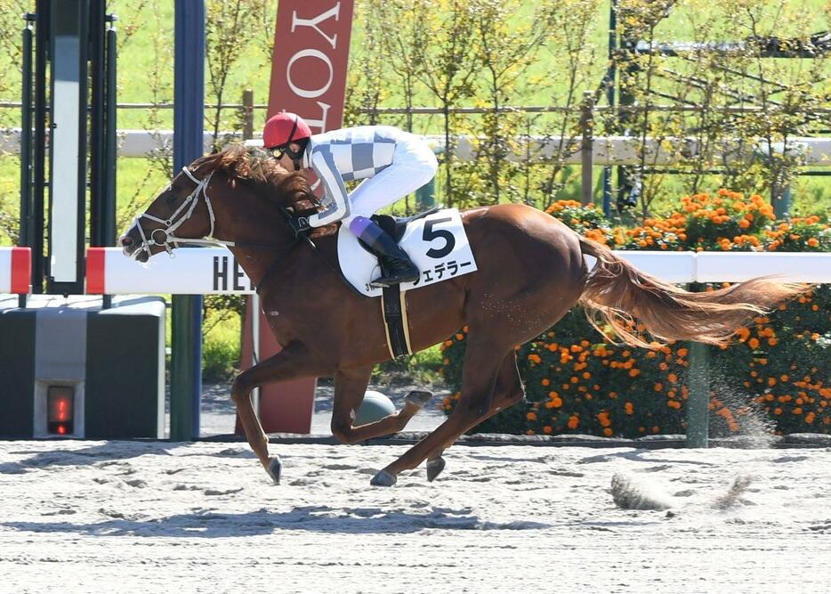 　新馬戦を制したフェデラー（撮影・石井剣太郎）