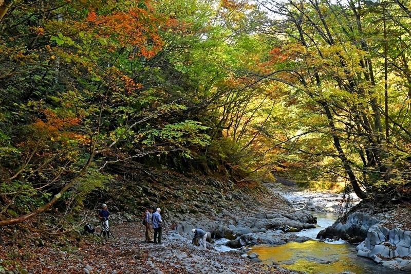 清流を囲む木々が見頃を迎えた中津川渓谷＝２５日午前