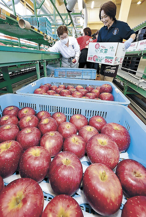 選果作業に取り組む関係者＝銚子町のＪＡ金沢市東部集出荷場