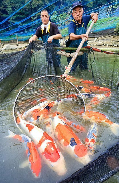 池からたもですくい上げられるニシキゴイ＝原養鯉場