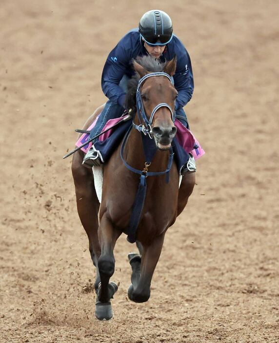 馬なりで素軽いフットワークを披露するブラウンラチェット＝美浦トレセン（撮影・塩浦孝明）