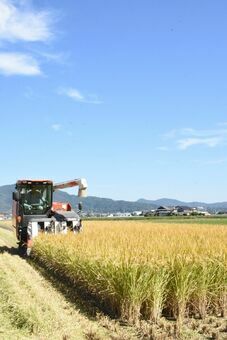 澄んだ青空の下、刈り取りが進むさがびより＝白石町馬洗